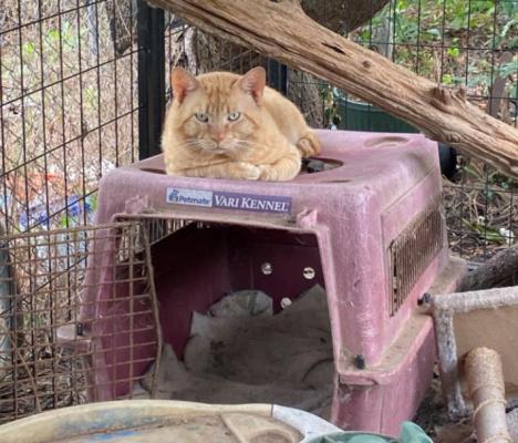 Fourteen animals were recovered from a property in Van Zandt County by the SPCA of Texas and the Van Zandt County Sheriff’s Office June 10. Photo courtesy of SPCA of Texas