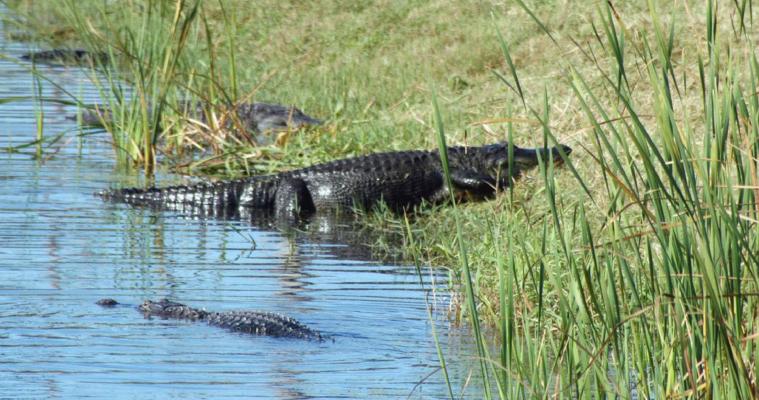 This week, Luke shares a couple of humorous outdoors stories from his past; one concerns his memories of a dead hog in a pond with alligators. Courtesy photo