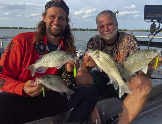 Guide Brandon Sargent (Lt) and Jeff Rice show off some Ray Hubbard white bass caught last week and the LS Rattler slabs they caught them on. Photo by Luke Clayton