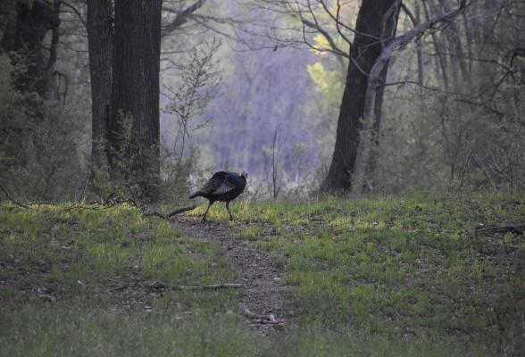 Luke has left a strip of trees and brush along the perimeter of his property that provides both food and cover for birds and wildlife such as this hen turkey. Photo by Luke Clayton