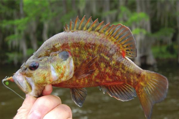 There are many species of sunfish in Texas and regardless whether we call them perch or bream, they are one of the best eating of freshwater fish. Photo by Luke Clayton