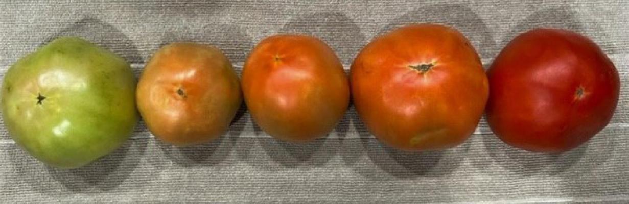 The range of tomato ripeness from a “breaker” to fully ripe. Picking tomatoes earlier and ripening them off the vine can help growers avoid fruit damage and extend the shelf life of their harvest. Photo by Larry Stein
