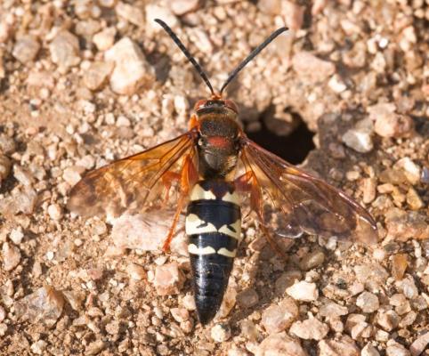 A cicada killer wasp and burrow. These are being confused for Northern giant hornets. Photo by Pat Porter